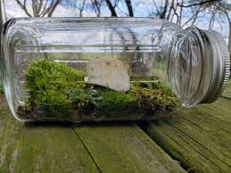 Small sphere ecosphere (4 diameter). Create Your Own Mini Ecosystem At Home Shaver S Creek Environmental Center