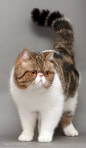 Pin On Cats