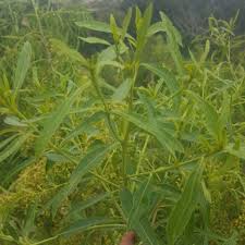 Image result for Catha edulis