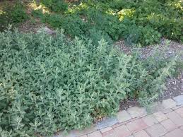 Image result for Digitaria velutina