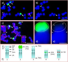 Image result for Light Chestnut 1990 US Government