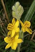 Image result for Hypoxis rigidula