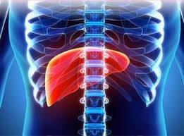 The Liver Located In The Right Upper Quadrant Of The Abdomen And Enclosed Partially By The Ribs Is The Largest Organ In Th Liver Problems Liver Failure Liver