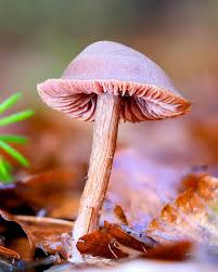 Image result for Subularia monticola