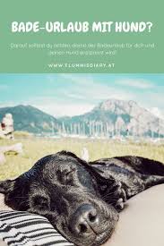 baden mit hund egal ob see oder meer kein problem hunde urlaub mit hund und hund unterwegs