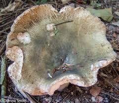 Image result for Russula variata