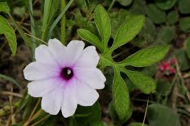 Image result for Ipomoea pes-tigridis
