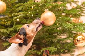Da ich 4 schlittenhunde besitze hat ein baum auf dem boden oder tisch keine chance. Weihnachten Mit Hund Tipps Fur Ein Sicheres Entspanntes Fest