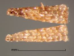 Image result for Alectra vogelii