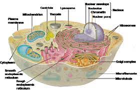 Cell Biology Cells Tissues Organs Systems In 2021 Human Cell Structure Cell Diagram Cell Structure