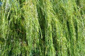 Plenty of willow branch to choose from. Weeping Willow Tree Branches On The Nature Background Texture Stock Photo Picture And Royalty Free Image Image 77088797