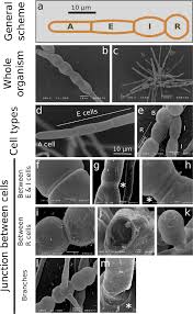 Hypertonic solutions have a higher solute concentration. Alginates Along The Filament Of The Brown Alga Ectocarpus Help Cells Cope With Stress Scientific Reports