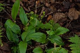 Image result for Liparis bowkeri