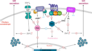 Protropin, and other brands of recombinant hgh not only provided a safe source of hgh for kids with growth disorders, but the increase in supply of hgh meant experimentation with other applications for the hormone. Gpr101 Drives Growth Hormone Hypersecretion And Gigantism In Mice Via Constitutive Activation Of G S And G Q 11 Nature Communications