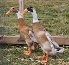 Black And Yellow Spotted Duckling Fawn And White Indian Runner Pair Runner Ducks Duck Animals