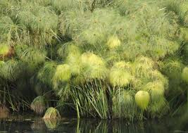 Image result for Cyperus papyrus