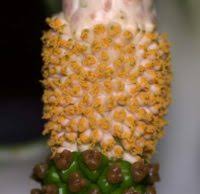 Image result for Amorphophallus lewallei
