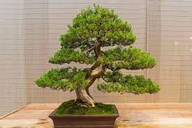 Juniper Bonsai Tree Types How To Grow And Care Florgeous