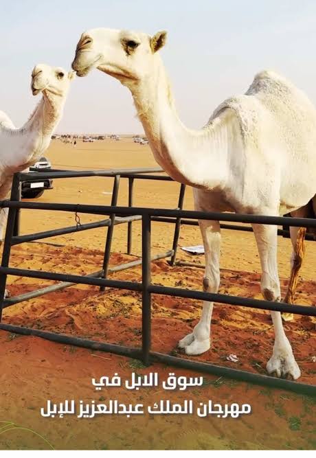 مجتمع إبل