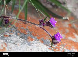 Image result for Fuirena pachyrrhiza