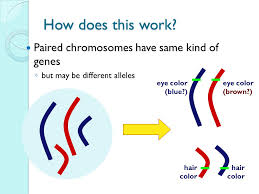 Groups of proteins, peptides and amino acids, with aromatic amines, thiol compounds, ascorbic acid, etc (whitaker and lee, 1995; How Are Dna Chromosomes Genes And Alleles Related Socratic