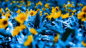 Maybe you would like to learn more about one of these? Yellow Flowers Flowers Blue Yellow Flowers Macro Hd Wallpaper Wallpaper Flare