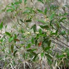 Image result for Croton gratissimus