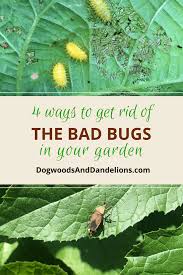Why choose bug out very impressed with prompt professional service from both termite and pest control. Natural Pest Control Methods For Your Garden Garden Pests Bad Bugs Garden Pest Control
