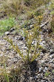 Image result for Thesium thamnus