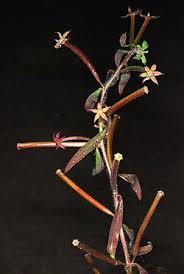 Image result for Ludwigia leptocarpa