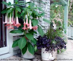 Image result for Brugmansia