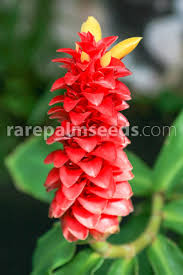 Image result for Costus