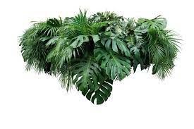 Tropical Leaves Foliage Plant Jungle Bush Floral Arrangement Nat Ure Backdrop I Ad Bush Jungle Arr Foliage Plants Tree Photoshop Foliage Arrangements