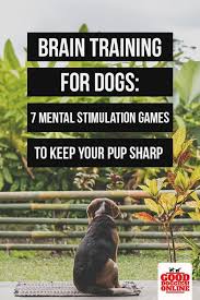 Brain Training For Dogs 7 Brain Games To Play With Your Pup Dog Training Obedience Dog Brain Dog Training