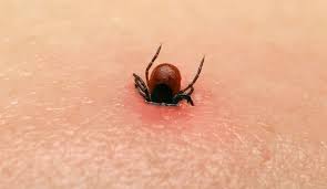 Interventi Di Disinfestazione Zecche A Catania E Provincia