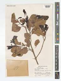 Image result for Combretum adenogonium