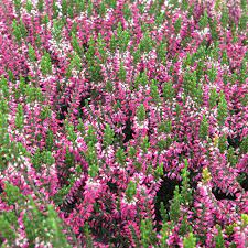 Pin By Alicia Hammarskjold On Block Island Plants White Flower Farm Trees To Plant Flower Care