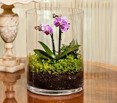 New Mini Moth Orchid Terrarium White Flower Farm Jardinagem Interior Plantas Para Terrarios Minijardins