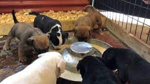 Day 29 Puppies Eat Solid Food For 1st Time Youtube