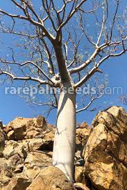 The namibian sun reported in 2018 that local producers received between n$180,000 and n$270,000 for a consignment of 600 trees, but that the chinese middlemen sold … Moringa Ovalifolia Namibian Phantom Tree Buy Seeds At Rarepalmseeds Com