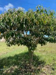 Image result for Pterocarpus megalocarpus