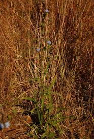 Image result for Vernonia melleri