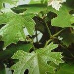 Image result for Rhoicissus tomentosa