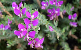 Image result for Polygala schinziana