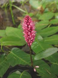 Image result for Persicaria