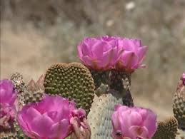 To the close observer, however, a tiny flower bud or the lizard's. Pink Beavertail Cactus Flower In Stock Footage Video 100 Royalty Free 6780007 Shutterstock