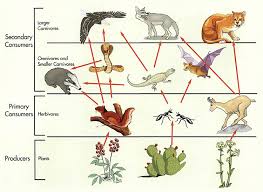 This dessert ecosystem lecture explains about the hot dessert food chain and interaction of dessert animals in dessert food web. Food Chains And Webs With Graphic Organizers Powerknowledge Life Science