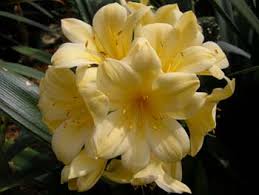 Image result for clivia