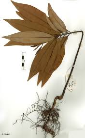 Image result for Beilschmiedia michelsonii