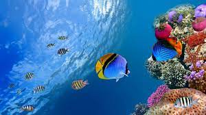 Ocean Wallpaper Wallpaper High Definition High Quality Widescreen Underwater Wallpaper Fish Wallpaper Ocean Wallpaper